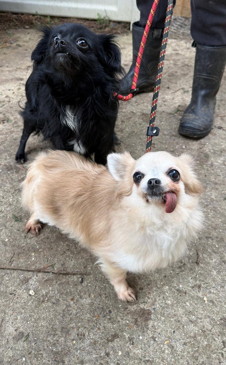 Tomorrow will be one of those days that sits heavy on our hearts. 💔

At Dogs on the Streets, our support and care goes far beyond simply bringing dogs into foster. We step in when life becomes vulnerable , when people are facing the unimaginable , and we do what we can to hold