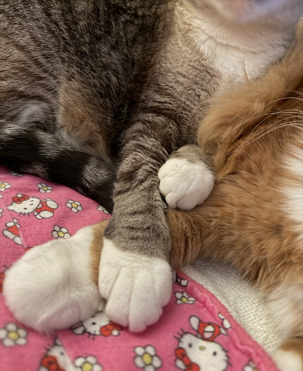 🐛🌷Dean🦋🪴 tweet media