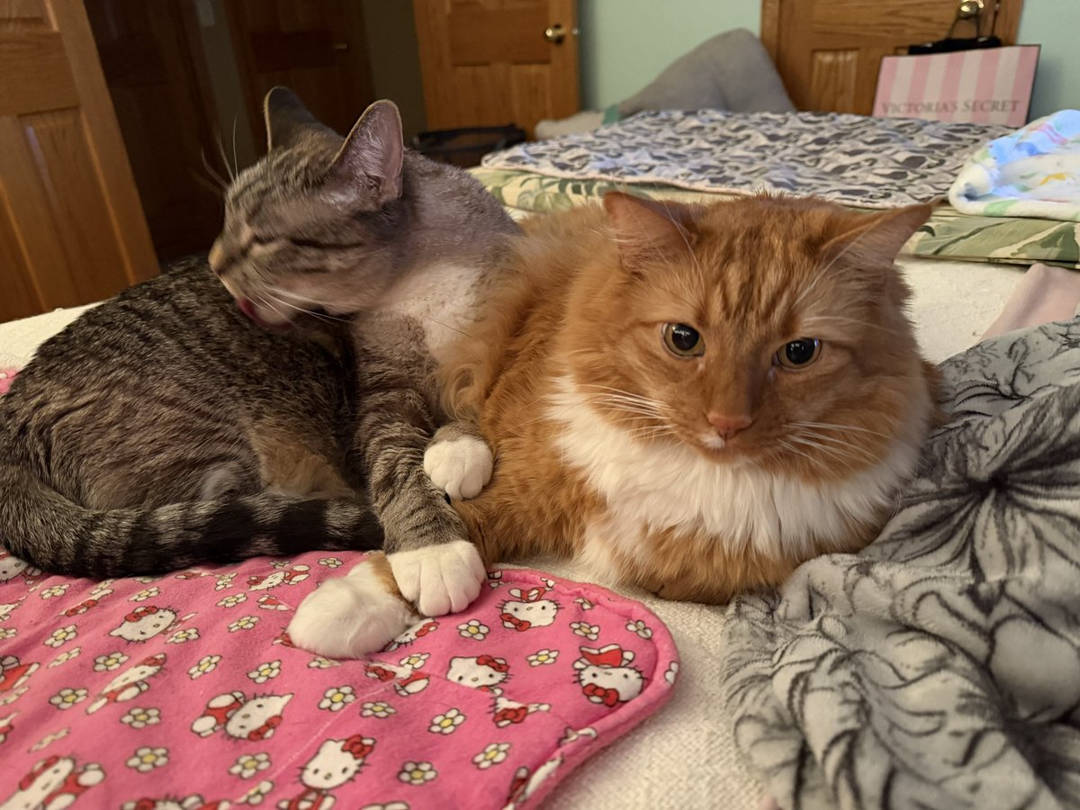 🐛🌷Dean🦋🪴 tweet media