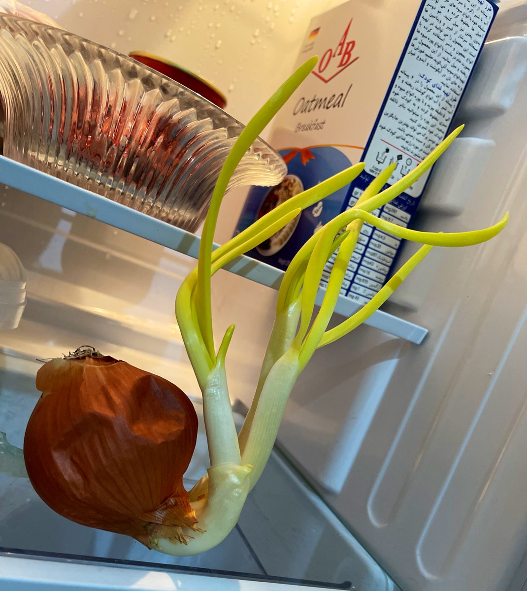 yaghob nazari tweet media