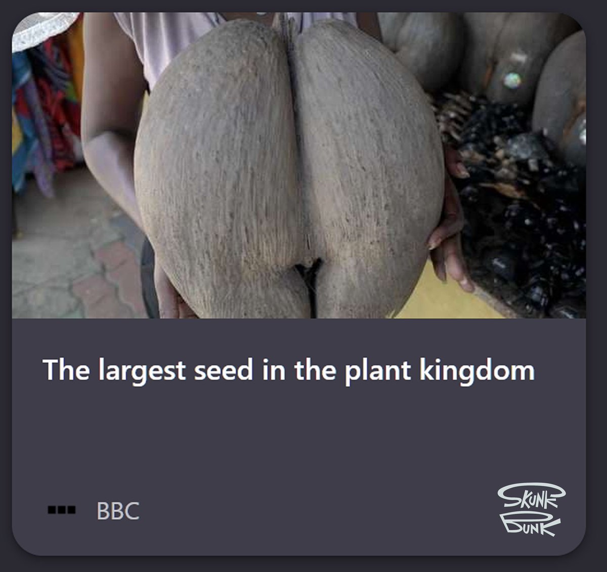 Skunk Bunk 🔞 tweet media