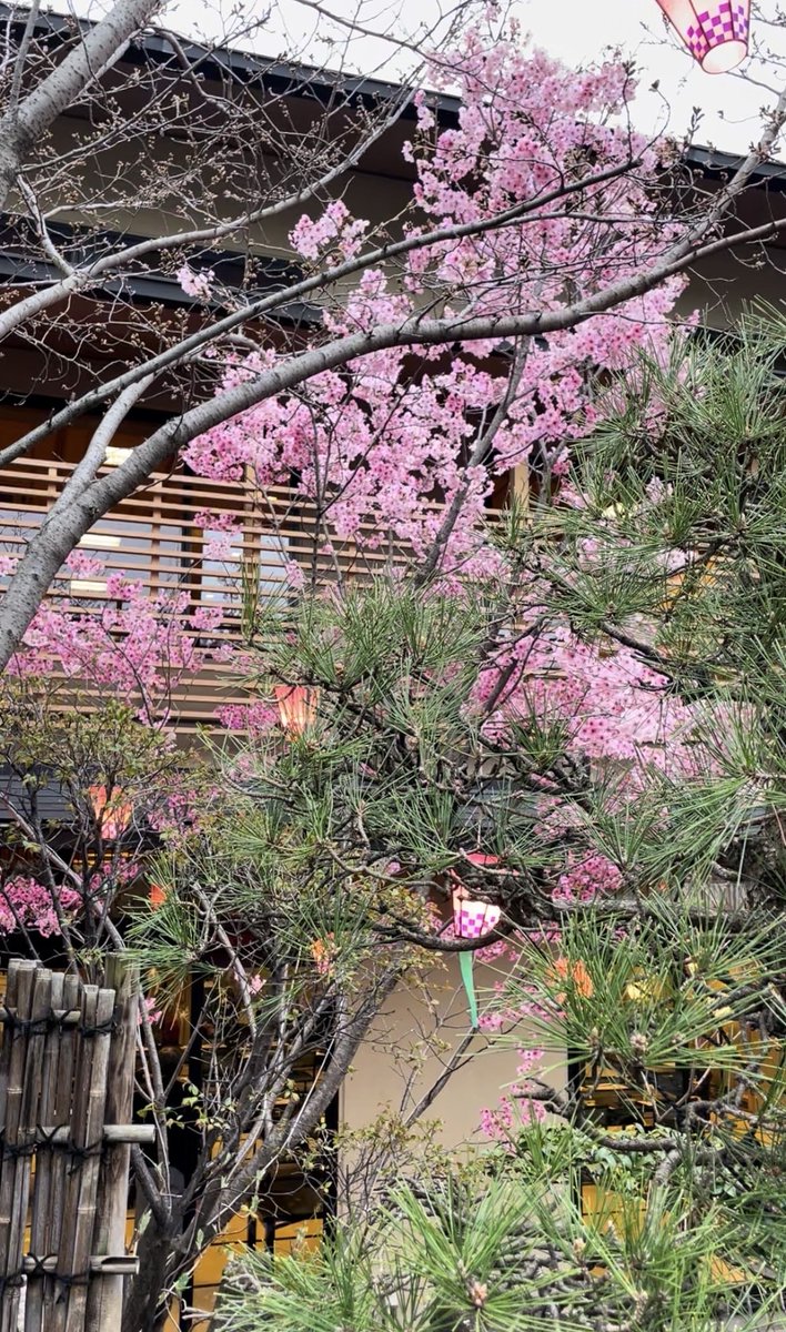 sirruha's tweet photo. #Japan is going to be mesmerising in two weeks.
#Sakura is here.
#throwback2024 https://t.co/DNMXRvSrAM