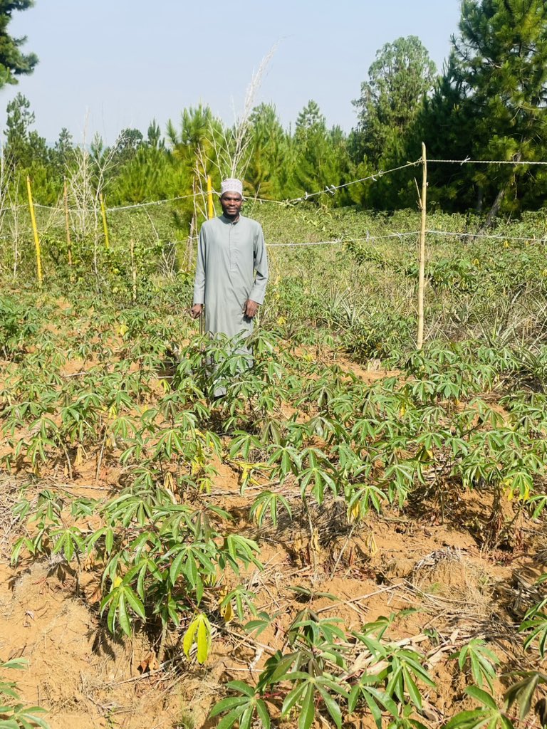 JesseyMsami's tweet photo. In Bukoba, #Tanzania where plantains dominate, Mr. Abdul Marco is growing a thriving #cassava seed business despite low demand and living with a disability. Working with #IITA varieties, he sells 10-cutting bundles at 500 TSh and markets them door-to-door. Remarkable ingenuity! https://t.co/MrVMj1FjPA