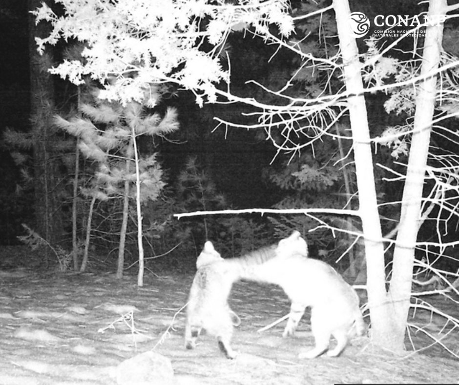 CONANP_mx's tweet photo. Michi es michi, no importa el tamaño. 😺

Estos #Linces (Lynx rufus) fueron captados en el APFF #CampoVerde, gracias al monitoreo biológico con cámaras trampa. 📹

Podemos captar imágenes de comportamientos de fauna silvestre o especies que son poco probables de observar. 🐾🌿🌊 https://t.co/K1Cge0DYJc