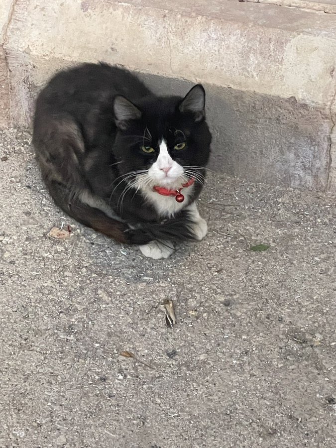 تطبيق مفقود tweet media