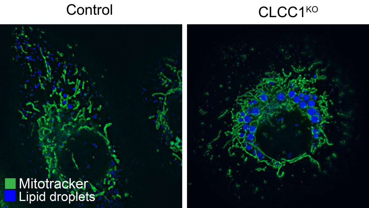 Berkeley Rausser College of Natural Resources tweet media