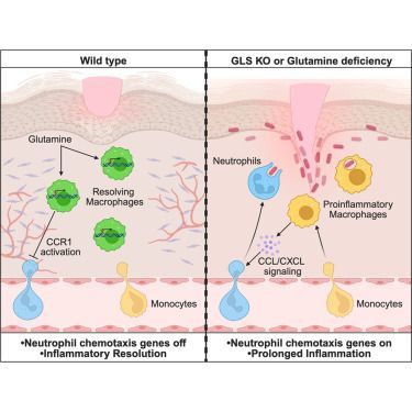 Yale MCDB tweet media