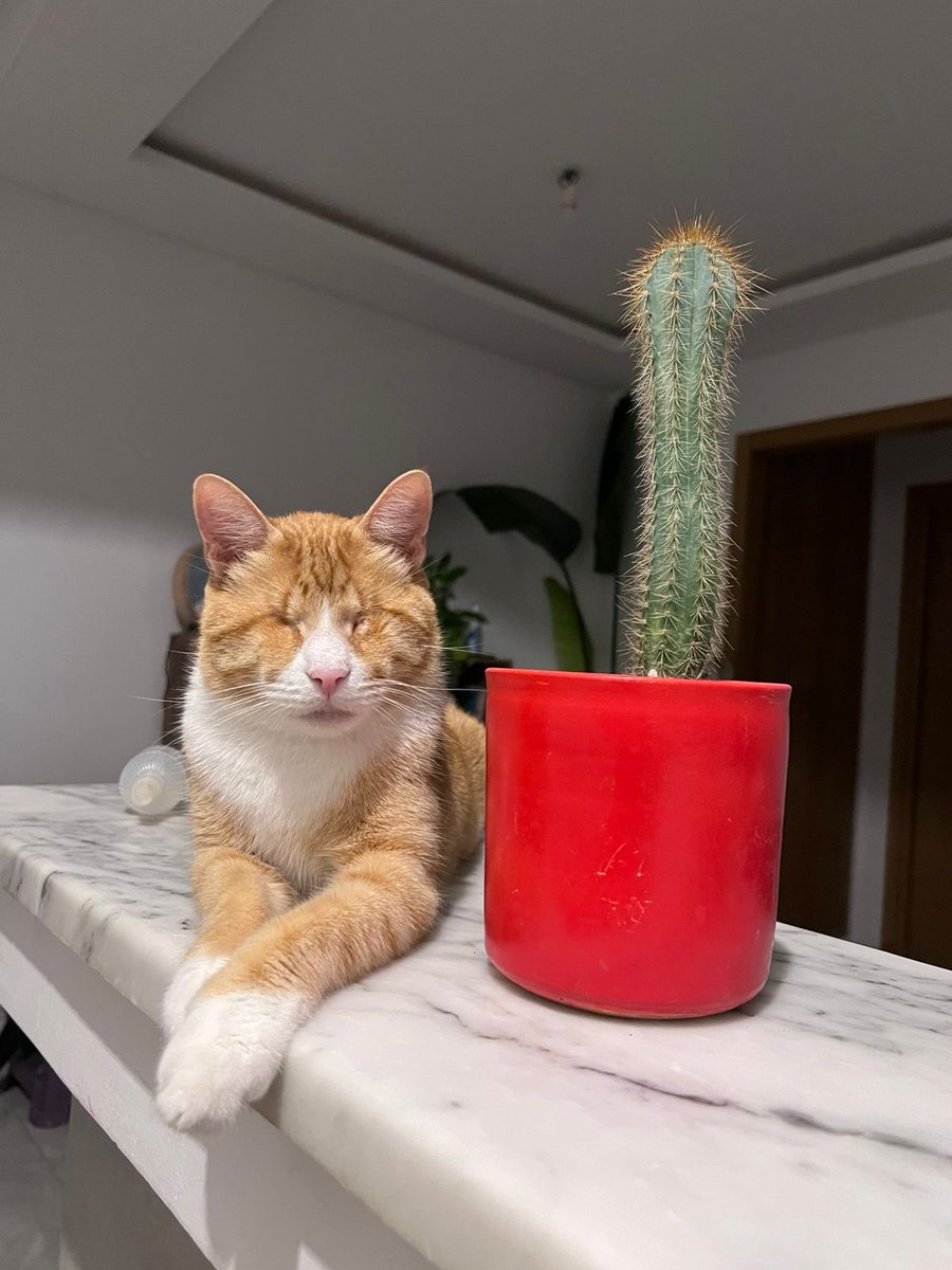 I am at an age when my mother was responsible for 3 daughters and a house I have some plants