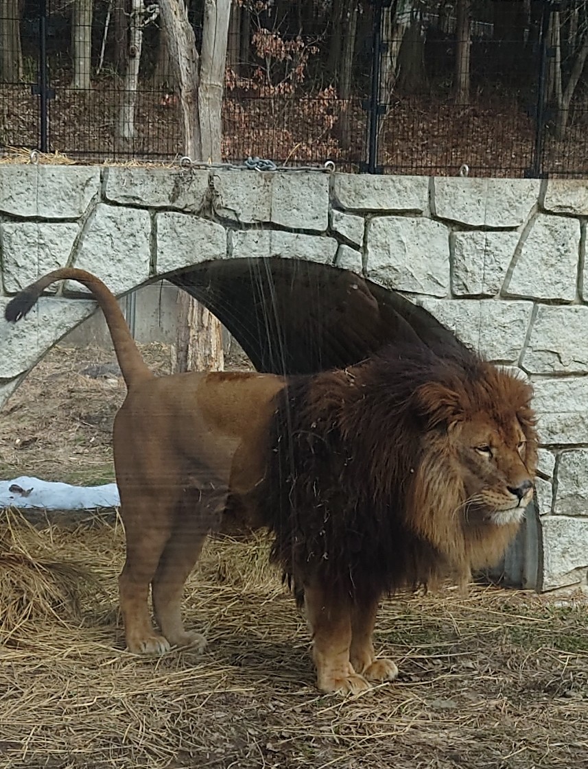 aka614's tweet photo. 盛岡市動物公園ZOOMOに行ってきたんだが、かわいい動物さんいっぱいだしスタッフの方親切だし、もっとゆっくり滞在したかった💦
きゅんパスの旅、忙しかった(笑)
#盛岡市動物公園
#きゅんパス https://t.co/Z7S7Xcr6yz