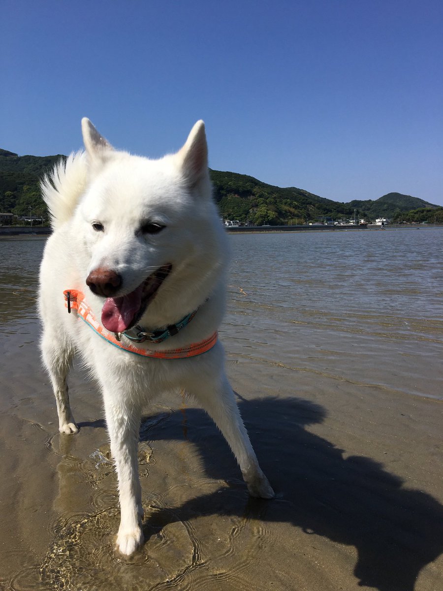 しらたま犬 (@shiratamarock03) / Posts / X