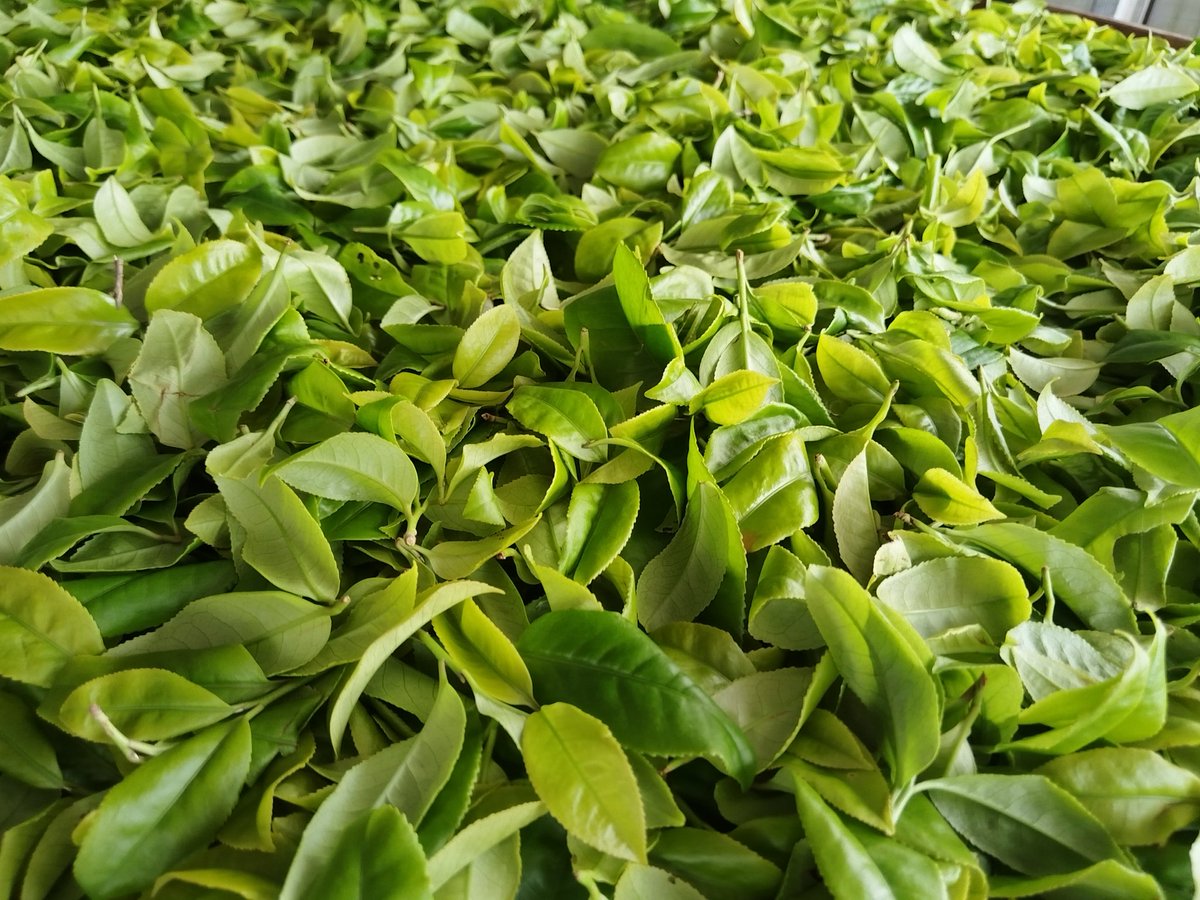 There are still over twenty days until we start the busy season for the spring tea of 2026. Due to the drought and the scarcity of rain this year, the tea yield is expected to decline.