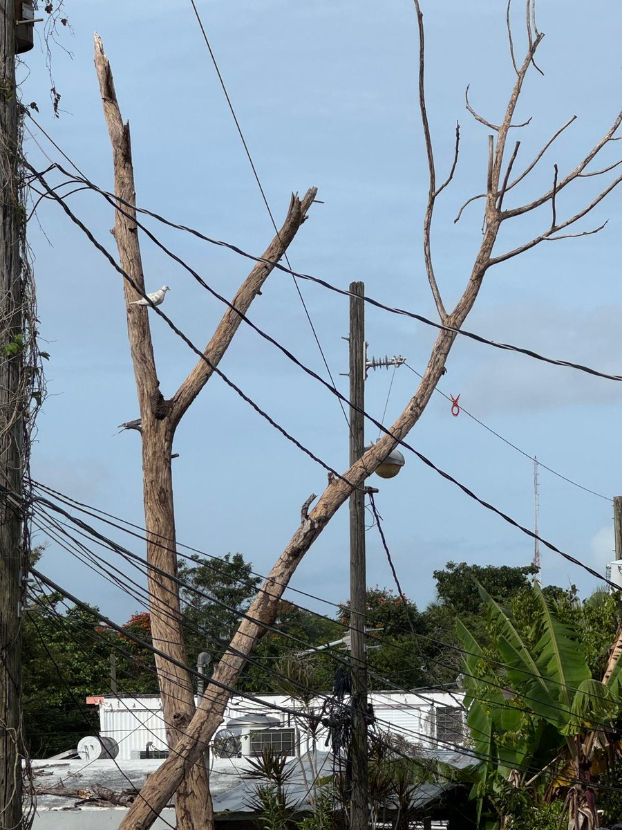 S26022700018. <a href="/lumaenergypr/">LUMA Puerto Rico</a> <a href="/NMEADpr/">Manejo de Emergencias</a>