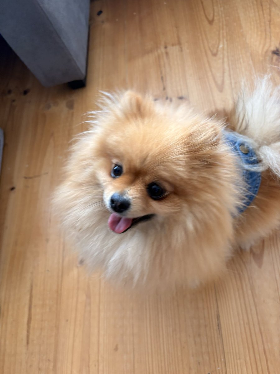 aura_lav's tweet image. As a proud Pomi mum, the screams I made when this absolute cutie appeared! Omg I’ve never loved something more!😭😍

#pombon #pokemon #dog