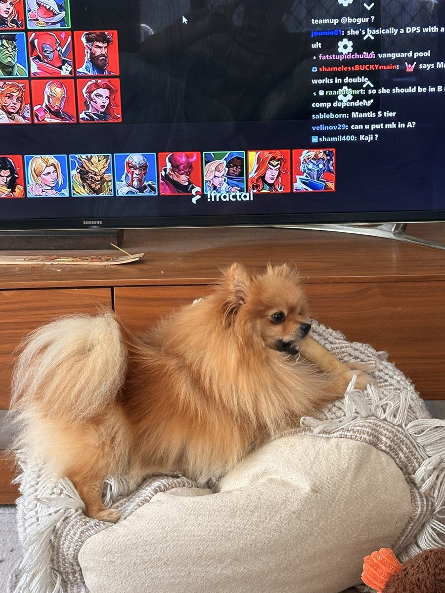 aura_lav's tweet image. As a proud Pomi mum, the screams I made when this absolute cutie appeared! Omg I’ve never loved something more!😭😍

#pombon #pokemon #dog