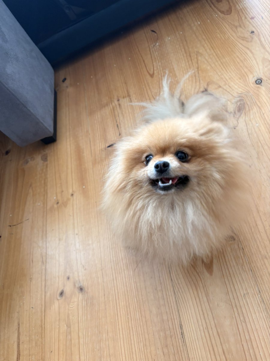 aura_lav's tweet image. As a proud Pomi mum, the screams I made when this absolute cutie appeared! Omg I’ve never loved something more!😭😍

#pombon #pokemon #dog