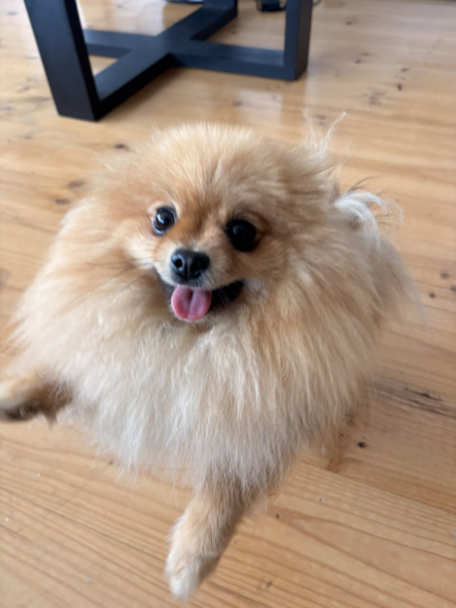 aura_lav's tweet image. As a Pomi Mum! I love Pombon so much! 🔥🔥🔥🔥🔥

#pombon #PokemonDay