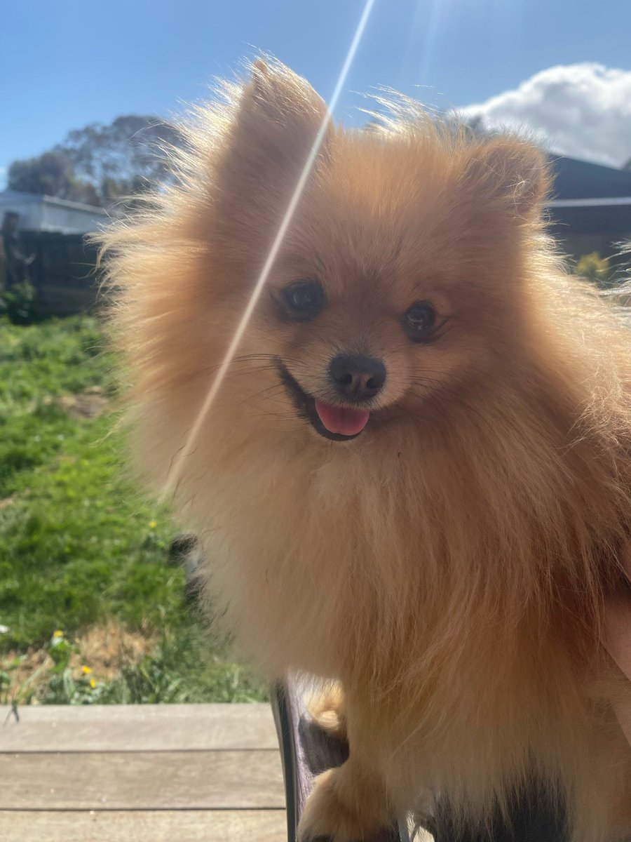 aura_lav's tweet image. As a Pomi Mum! I love Pombon so much! 🔥🔥🔥🔥🔥

#pombon #PokemonDay