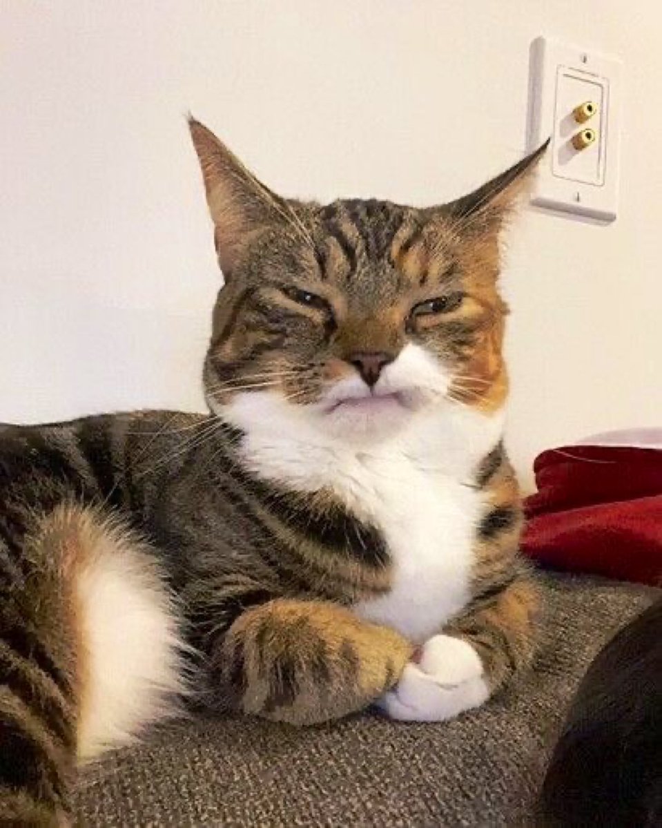 Me when I'm talking to someone I don't like, thinking that I'm hiding it well.