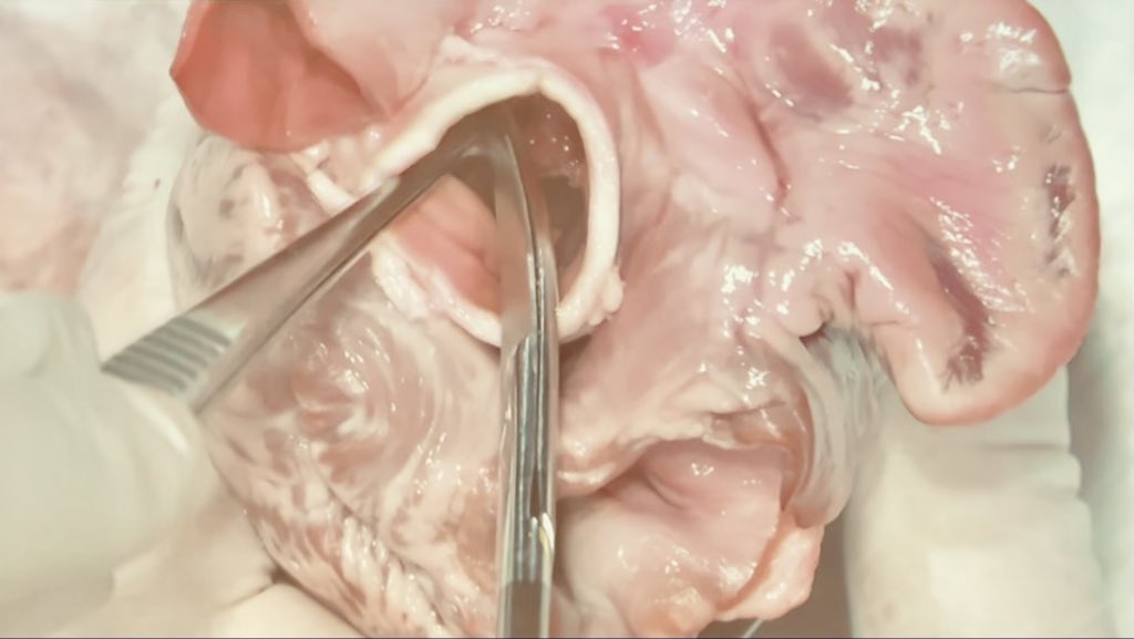 Jacobo Moreno Garijo tweet media