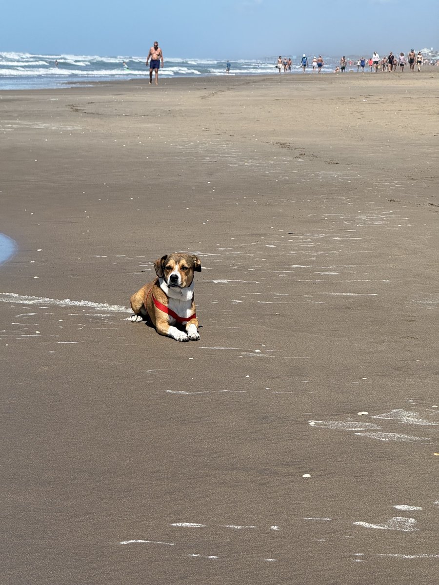 Perrito en la vastedad de la playa.
Por favor, Intendente, no construyan más.
Éste es el Pinamar que amamos.
Y lo queremos cuidar.
⁦<a href="/Mr_Bugman/">Bugman</a>⁩