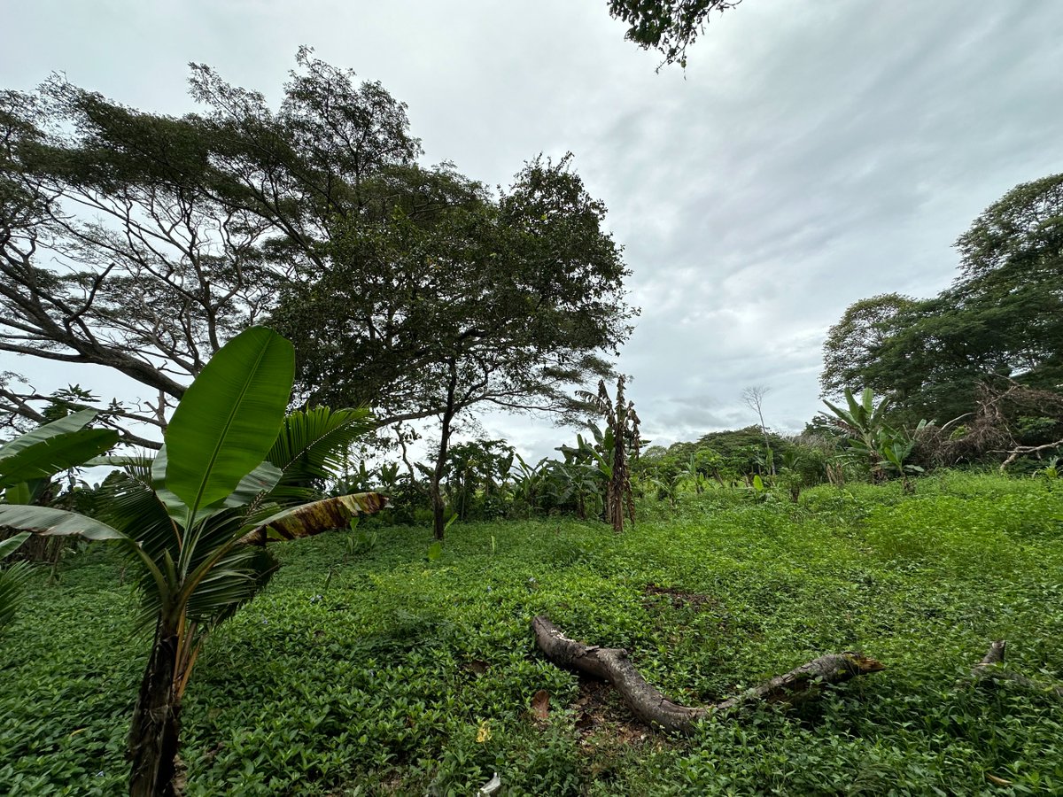 F-Soler Official | Carbon Credit NFT tweet media