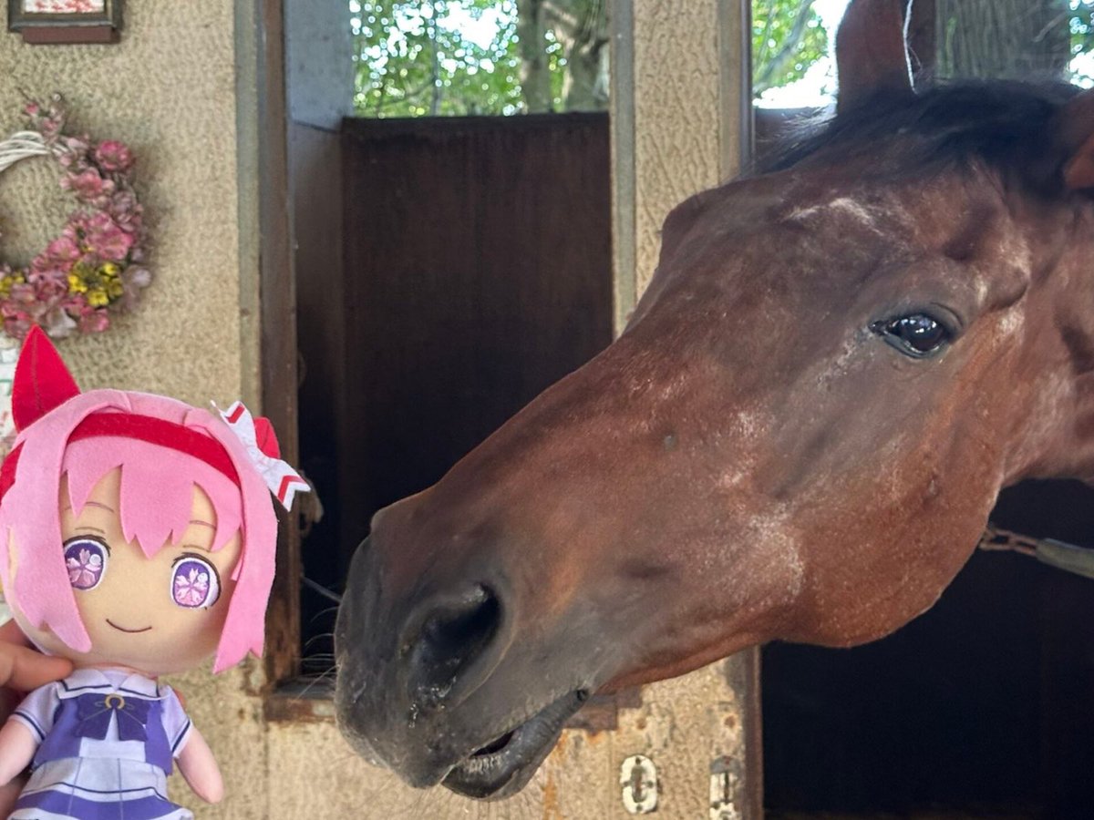 UmaHaruUrara's tweet photo. Today marks the day Haru Urara would’ve turned 30!!

Even though she’s no longer here, her story still runs strong in people’s hearts. Her legacy continues to inspire, comfort, and make people smile!! No matter the odds, never give up!!

Happy Birthday, Haru Urara! https://t.co/xPDb9wckAE
