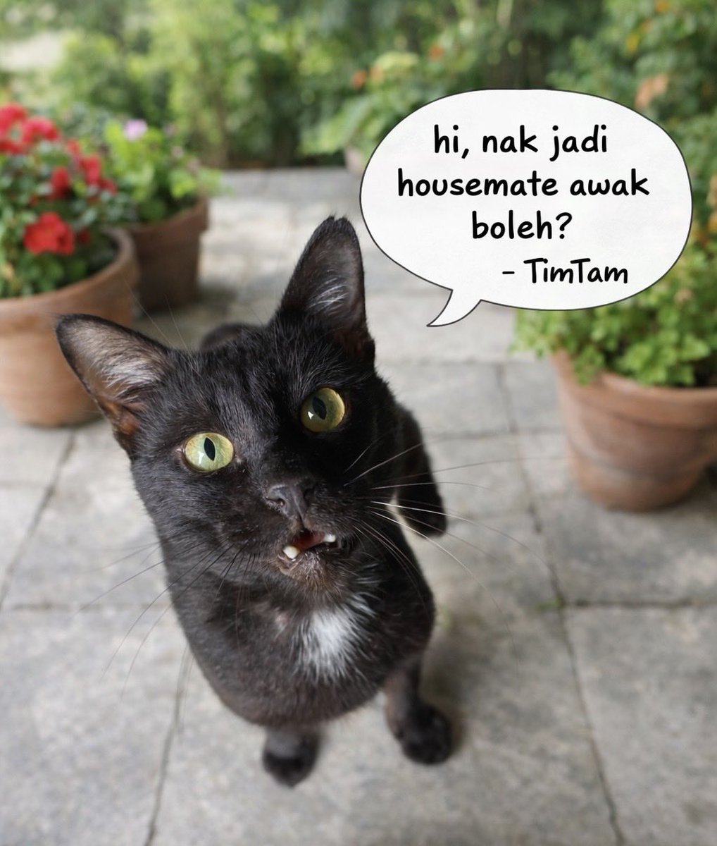 min min 🐱 tweet media