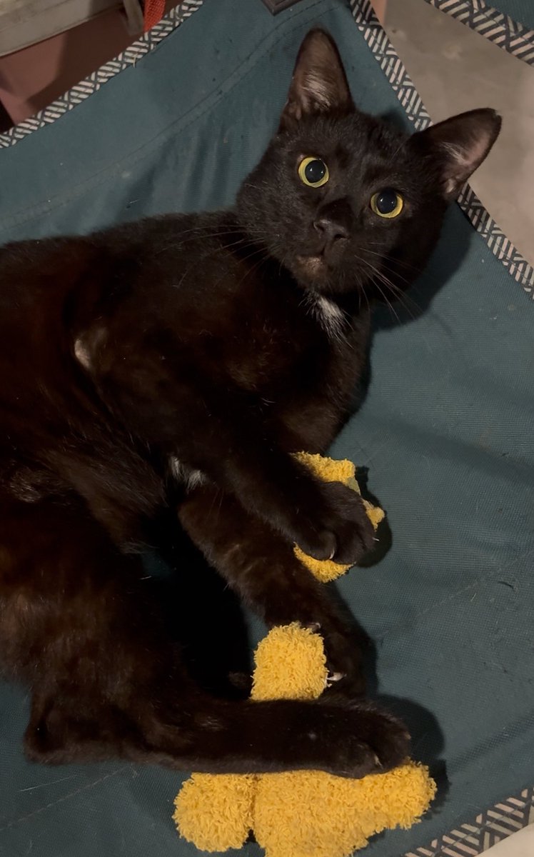 min min 🐱 tweet media