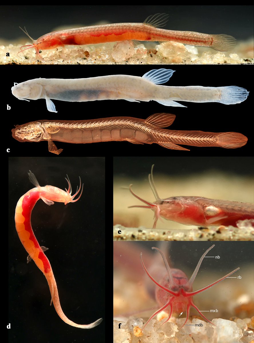 Fish in the News tweet media