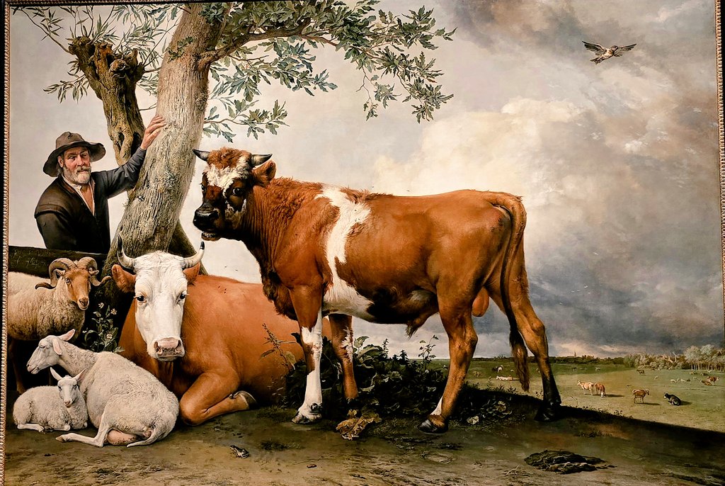 Martin1960's tweet image. De restauratie van de #Stier van #Potter is voltooid. Wel even zoeken: hij hangt nu in een andere zaal 😎🐂 #Mauritshuis