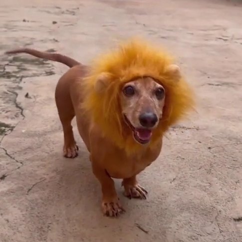 Renan Sparrow tweet media