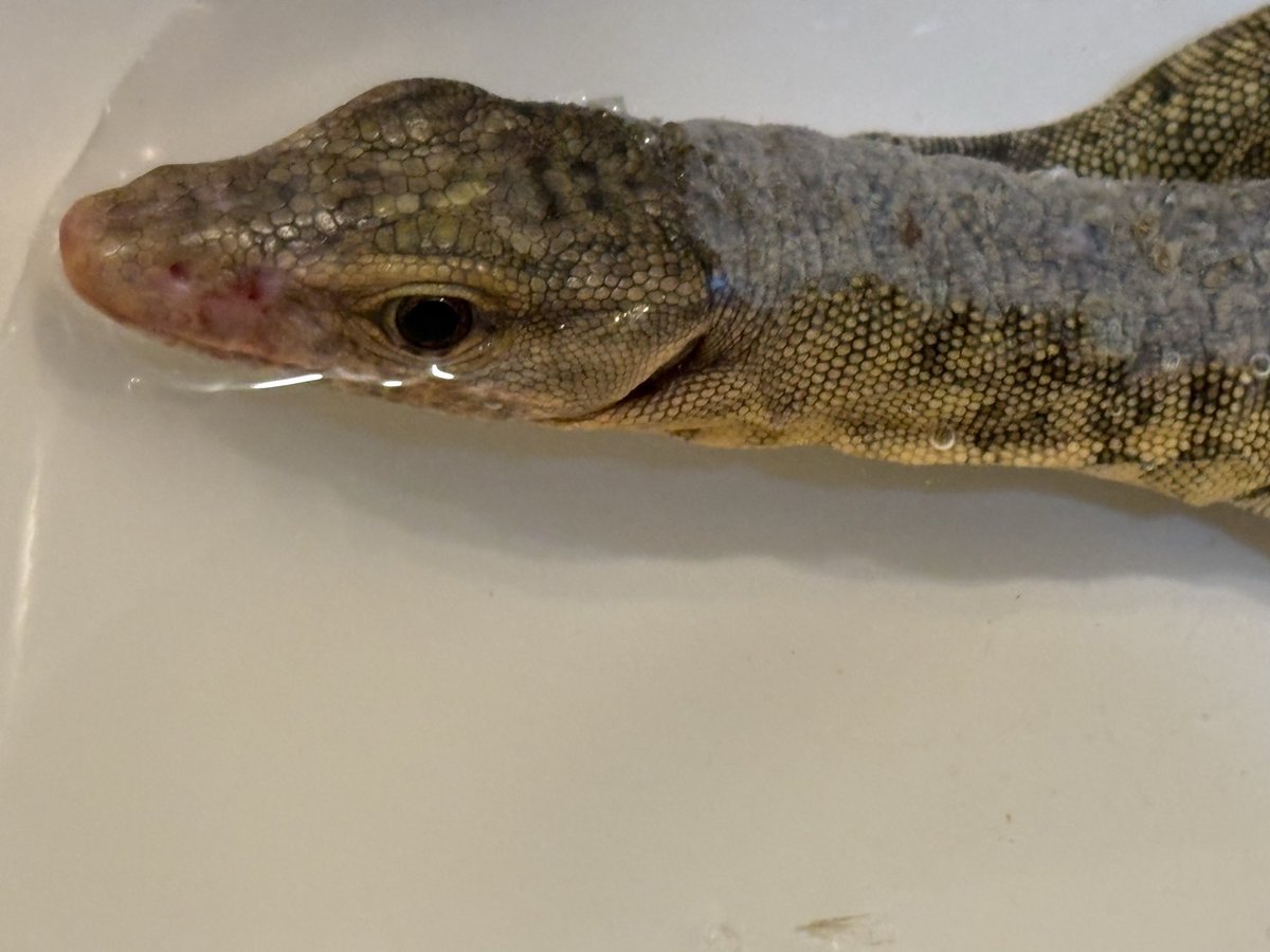 イエローヘッドモニターのふーたん。なんか大きくなっています。ビビりもほんの少し慣れてきました。脱皮不全脱出のため、飼育環境から栄養バランスまで見直した結果、だいぶ回復してきた感じです。湿度は勿論のこと、内臓の調子と脱皮不全が繋がっているとは。。。
#イエローヘッドモニター