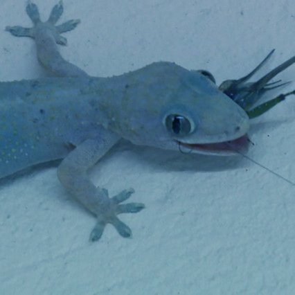 Novos iniciais da gen 10 de Pokémon confirmados!
Qual o seu favorito?