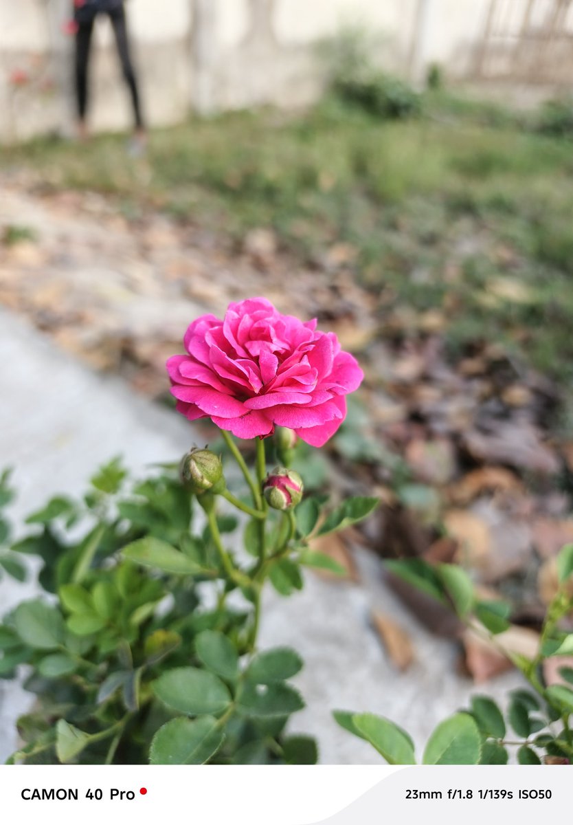 tauhiduli780's tweet photo. Rose is Bast Flower.. https://t.co/Kkb9JSNNDJ
