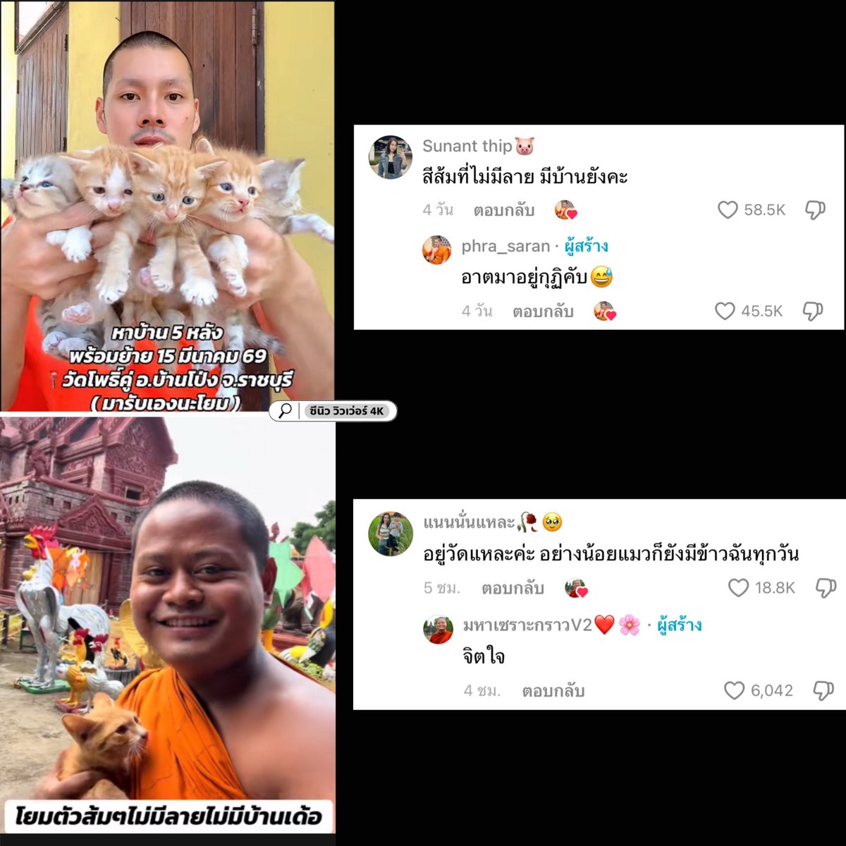 แมวส้มเราไม่เท่ากัน สาธุๆๆๆ