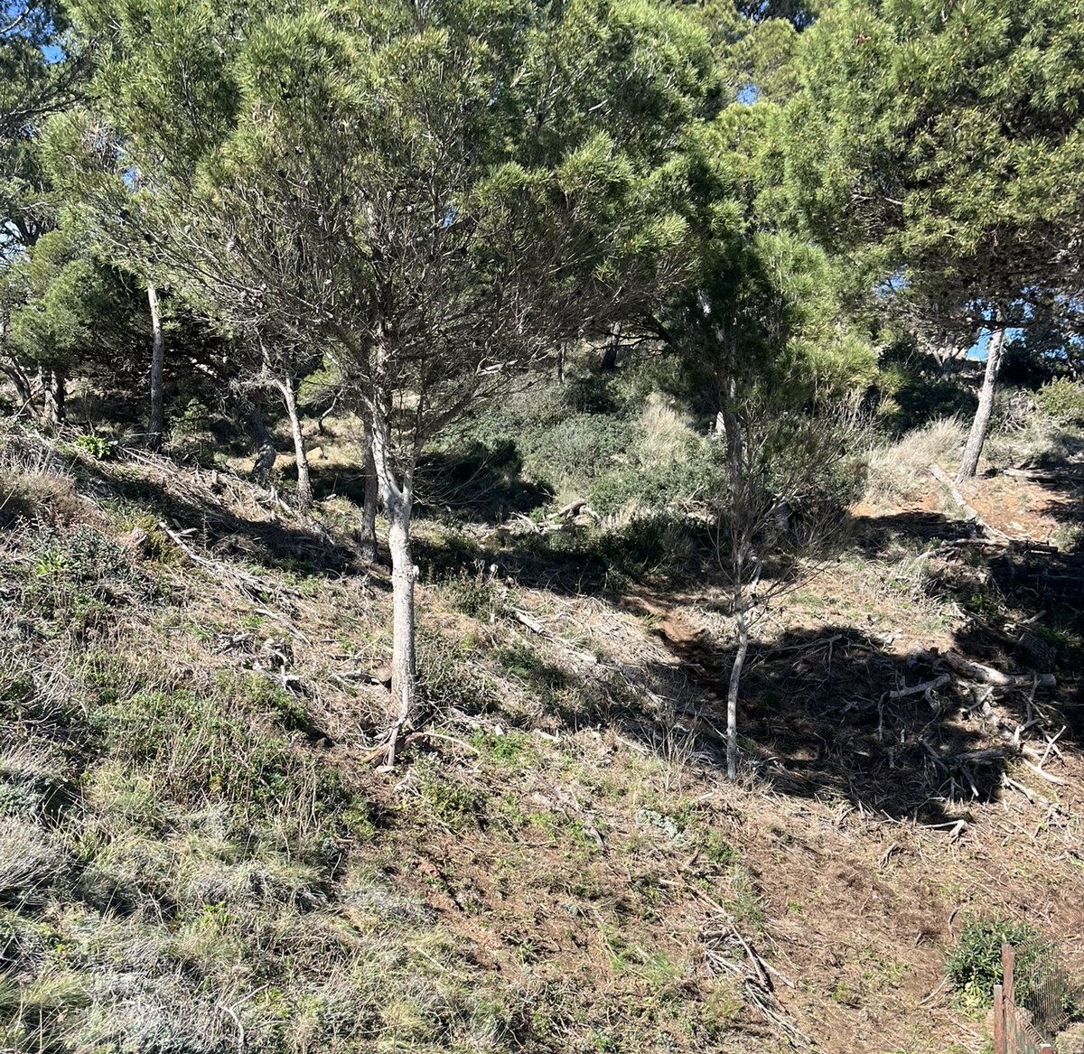 BIOSFERA tweet media