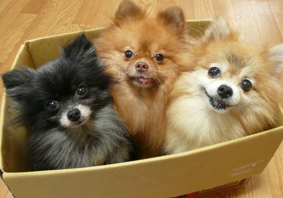 ここに３匹のポムケンがおるじゃろ？