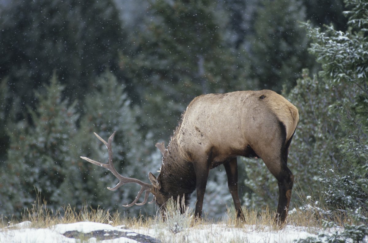Rocky Mountain Elk Foundation tweet media