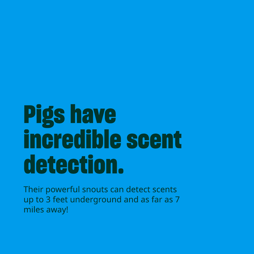 Humane World Farm Animals tweet media