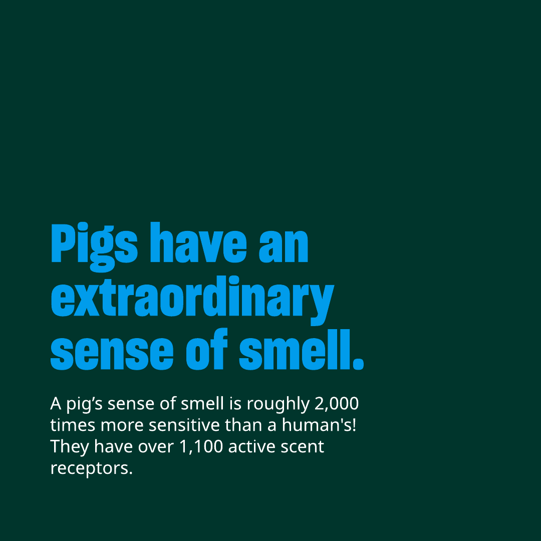 Humane World Farm Animals tweet media