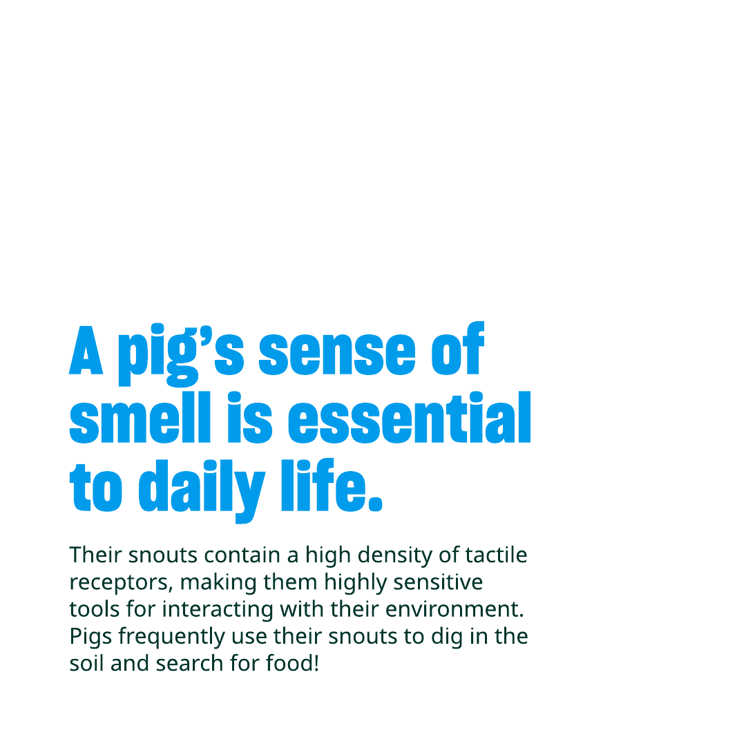 Humane World Farm Animals tweet media