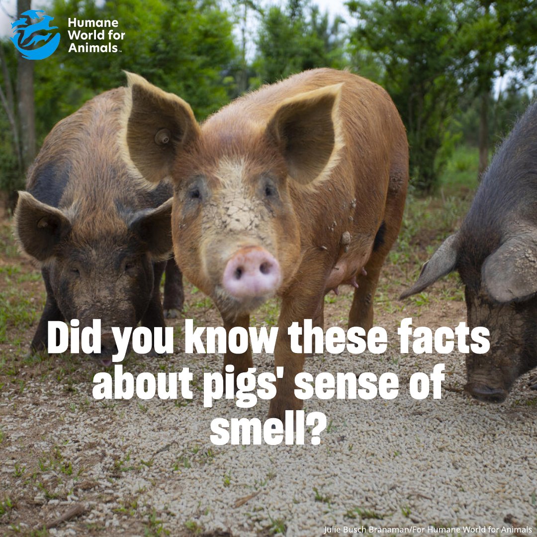 Humane World Farm Animals tweet media