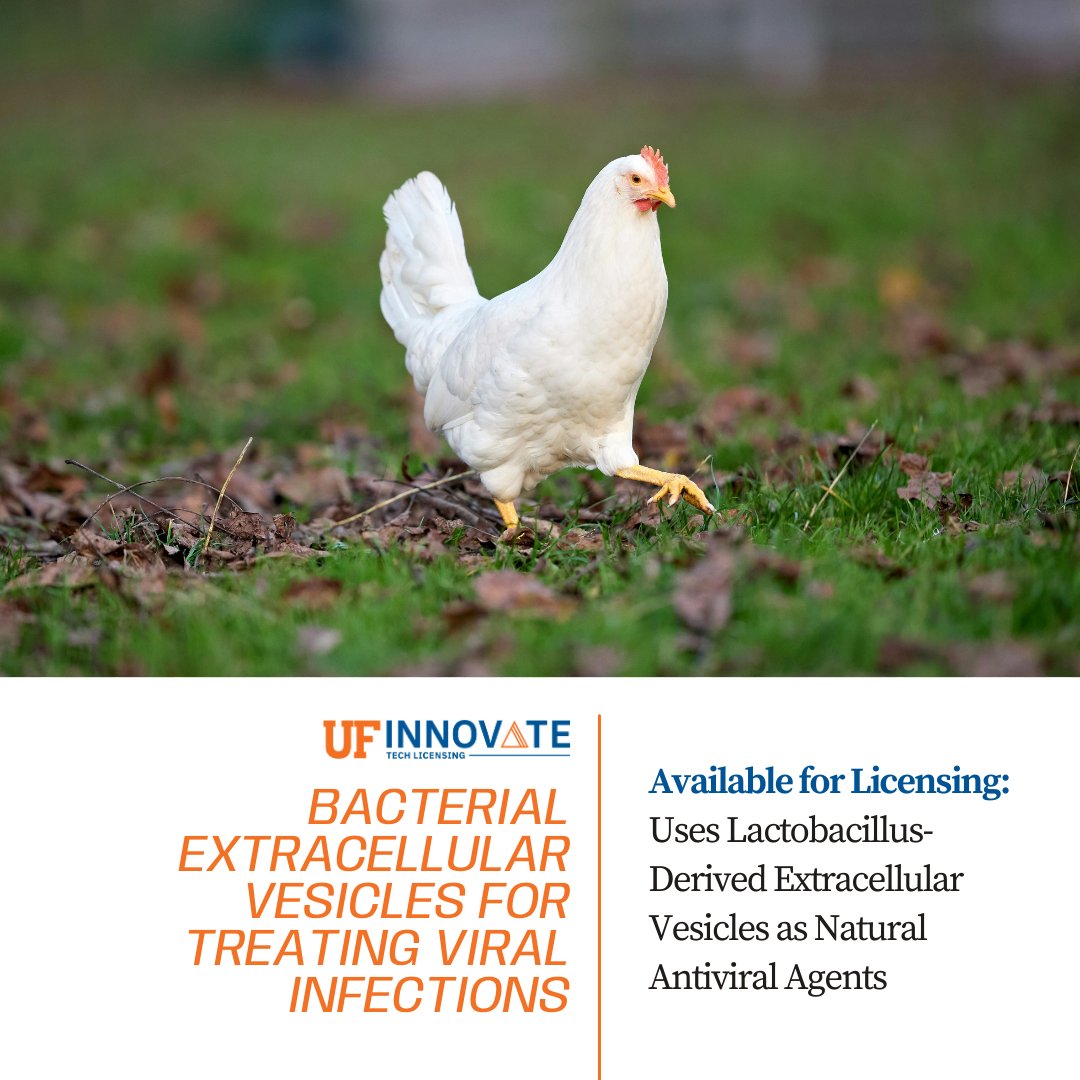 UFOTL's tweet photo. .@UF_MCS and @UFGenetics researchers developed Lactobacillus-derived extracellular vesicles that activate antiviral pathways and help reduce avian influenza virus replication, offering a new biologically driven strategy to protect poultry health. 

🔗: https://t.co/2TNl2eoMQB https://t.co/NGrgTPGdZ8