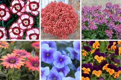 Spectacular, Colorful Cool Weather Flowers For A Spring Garden 
bloomingsecrets.com/blog/spectacul…