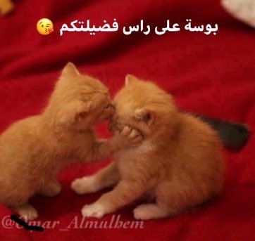 المنصور tweet media