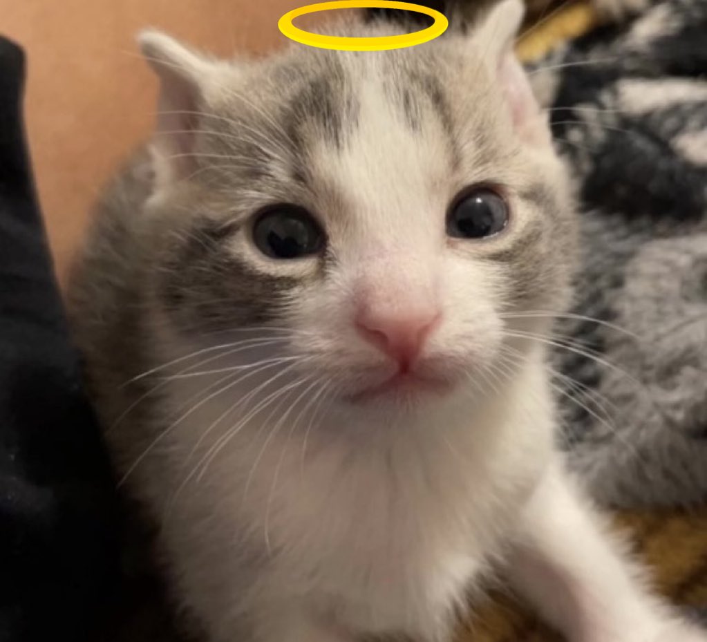 romuloremin tweet media