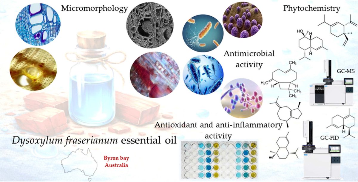 Plants_MDPI's tweet image. 🌿 Did you know Australian rosewood essential oil contains 52 sesquiterpenes? 

🪵 Study reveals antioxidant, anti-inflammatory &amp;amp; antibacterial activity. 

🔗 Read more: brnw.ch/21x0jFT

 #EssentialOils #Phytochemistry #Botany