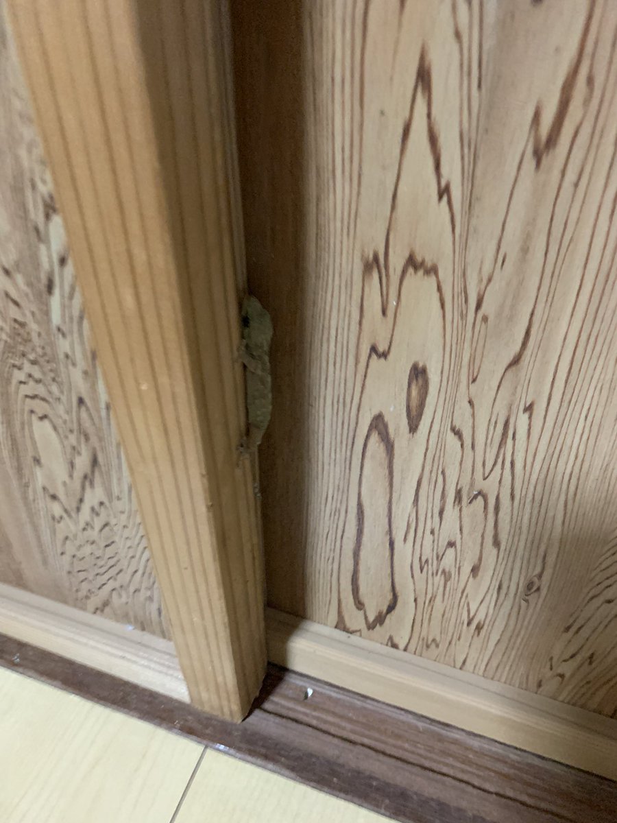 サボテン (@saboten_d) / Posts / X