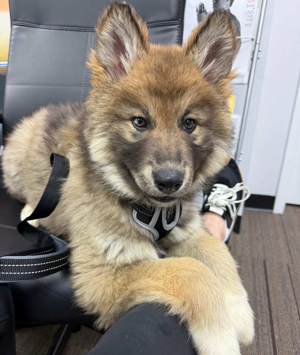 Zak Brown tweet media