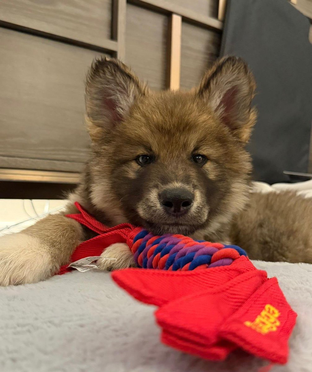 Zak Brown tweet media